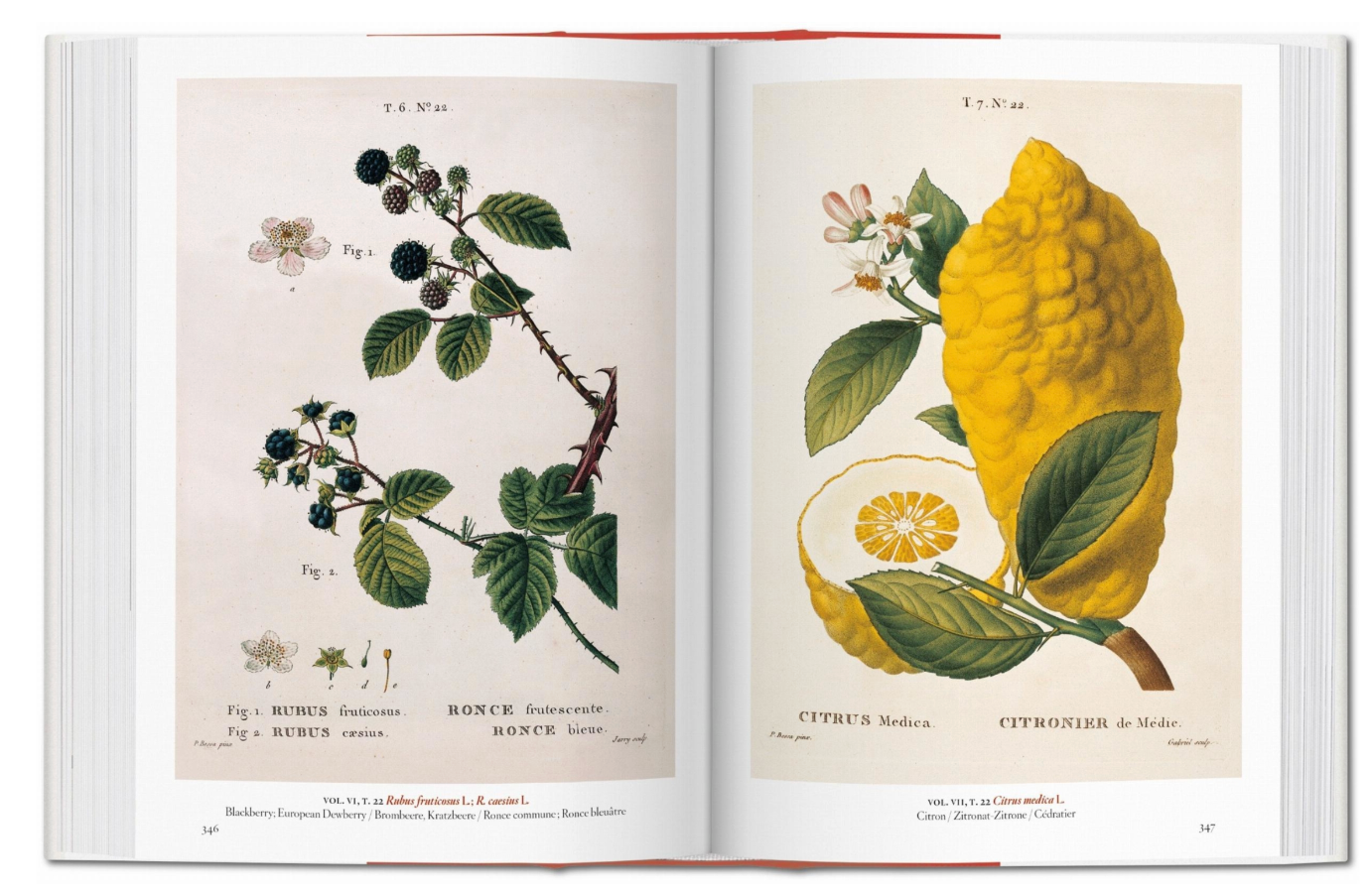 A Garden Eden Masterpieces Of Botanical Illustration