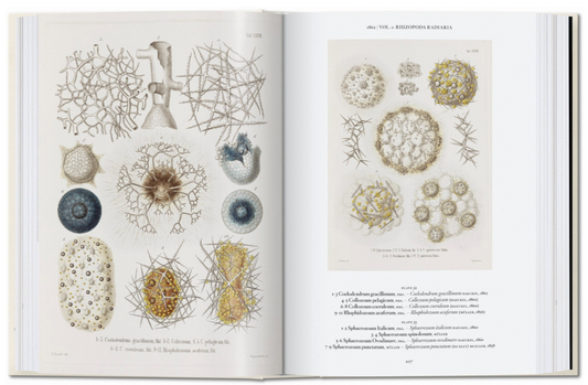 The Art and Science of Ernst Haeckel