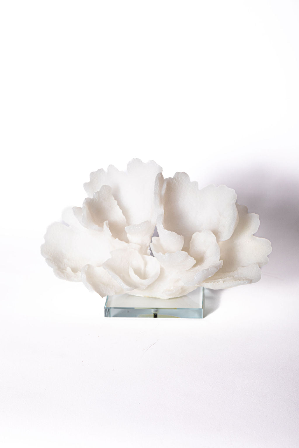 Coral con Base Cristal