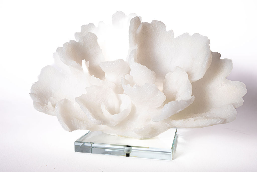 Coral con Base Cristal