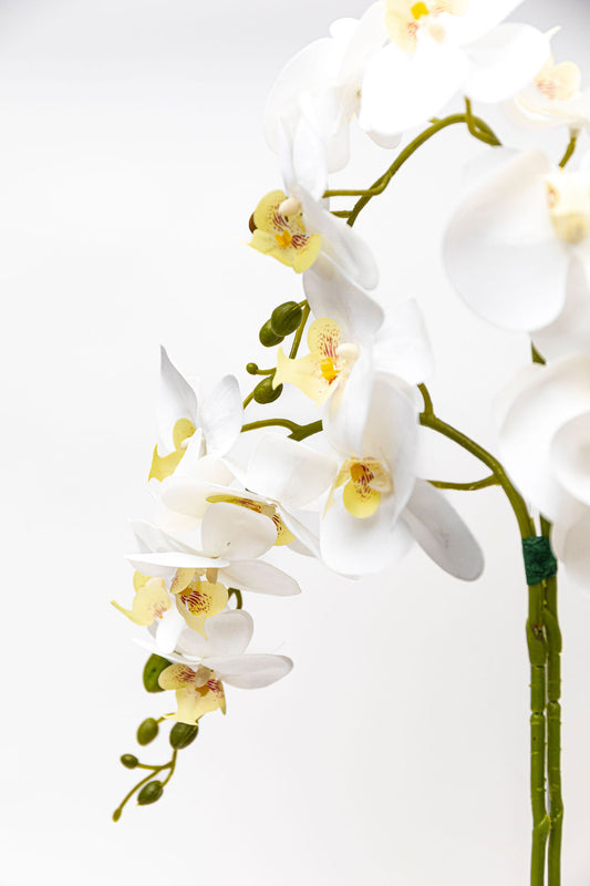 Orquidea Tallo Individual