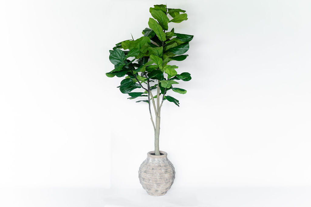 Arbol Pandurata