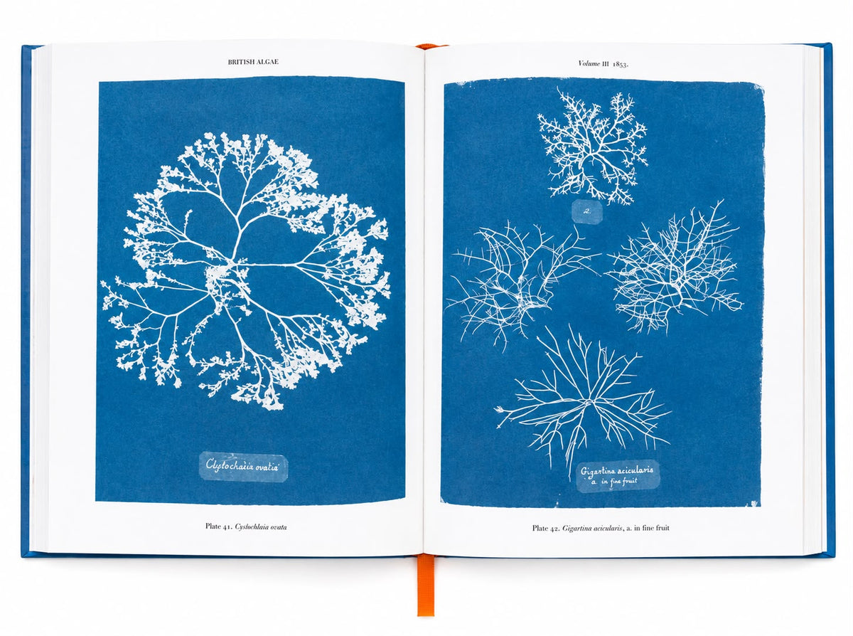 Anna Atkins Cyanotypes