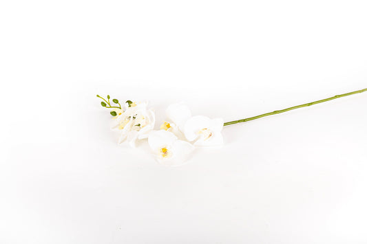 Orquidea Tallo Individual