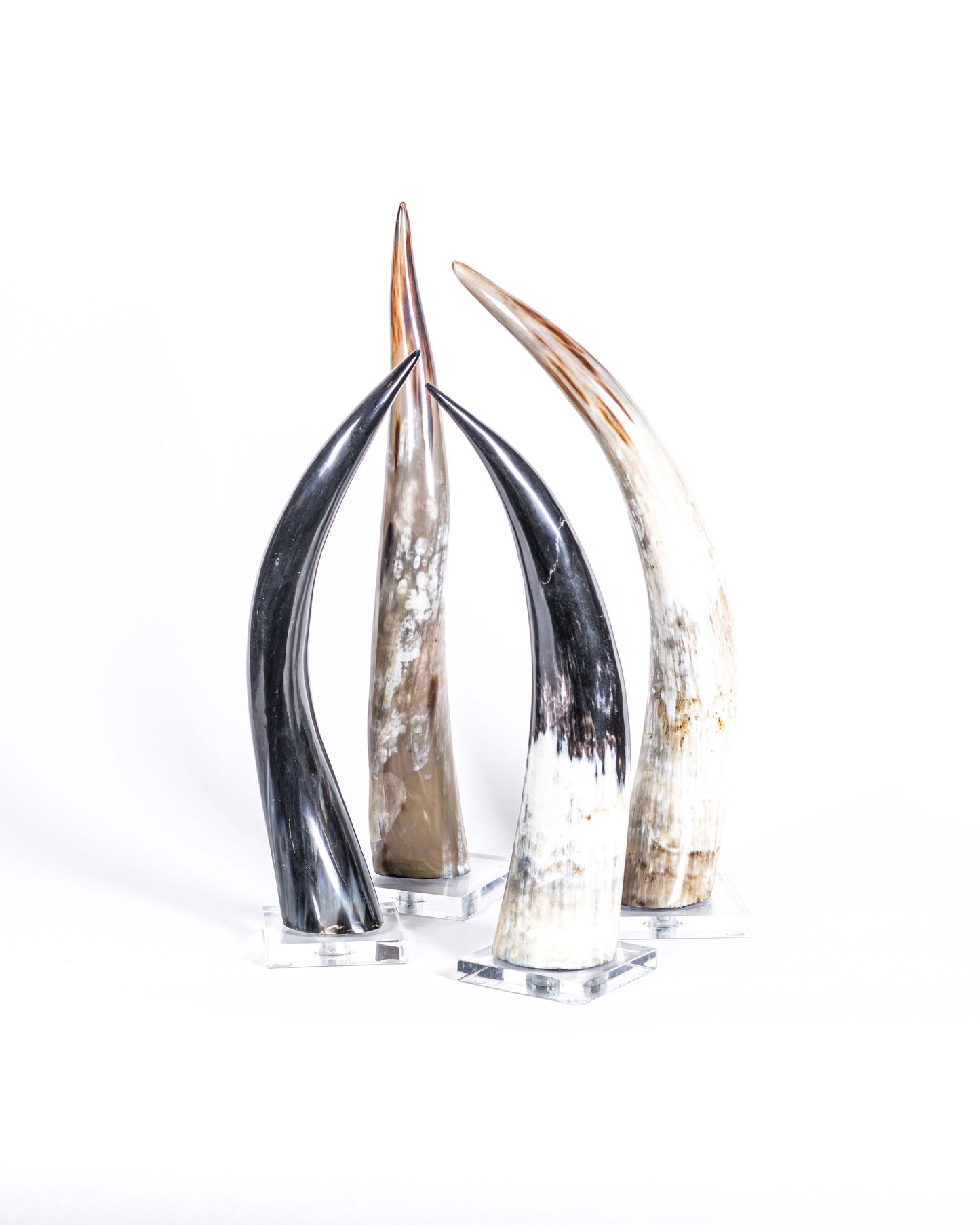 Cuerno en Base de Acrilico