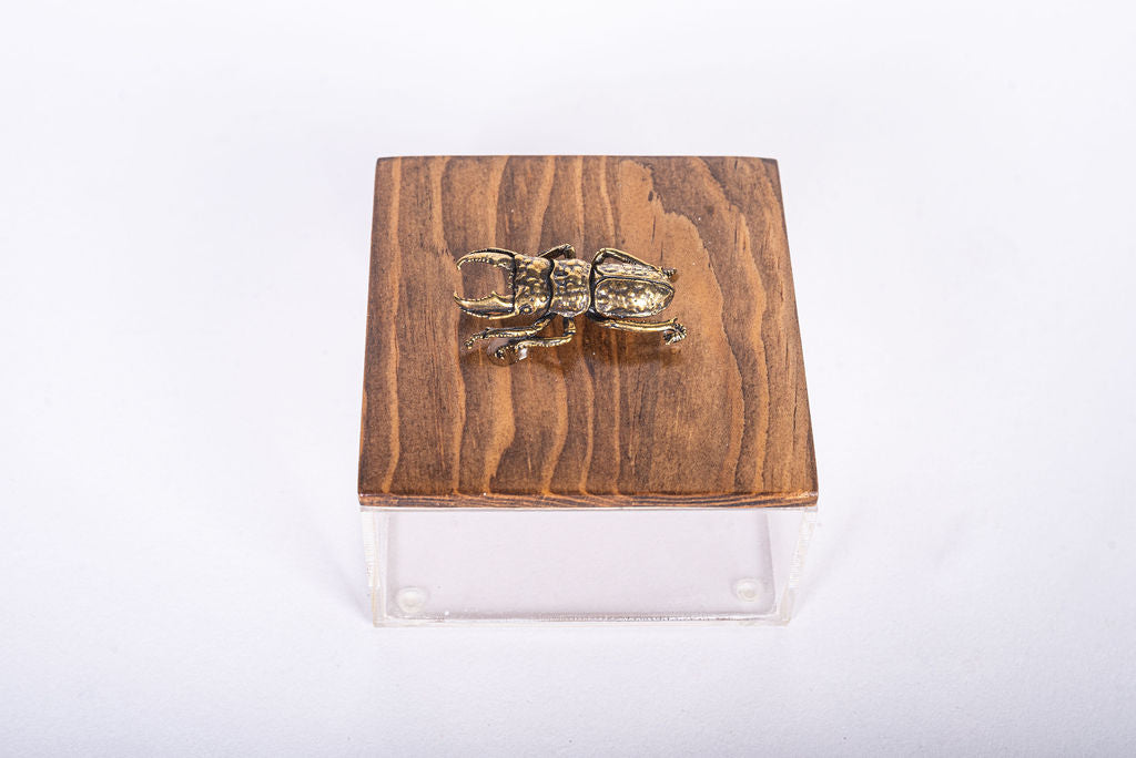 Caja Acrilico con Bicho