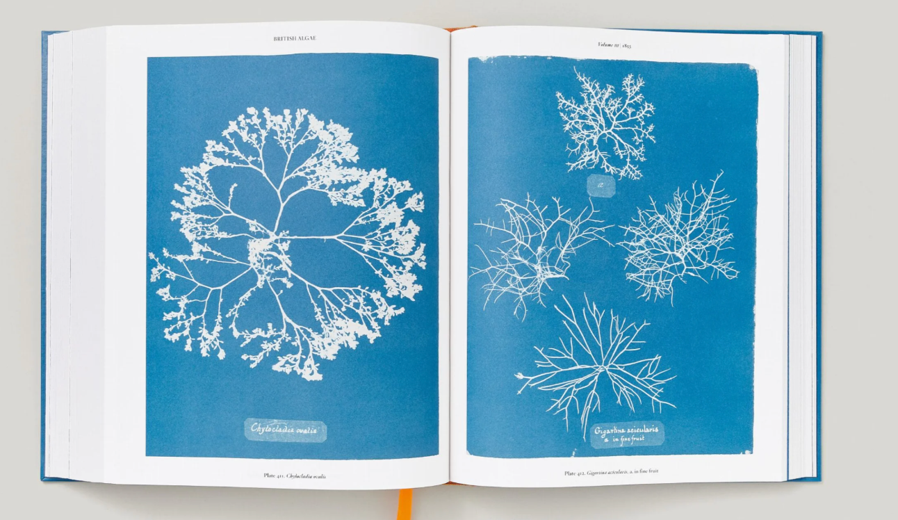 Anna Atkins Cyanotypes