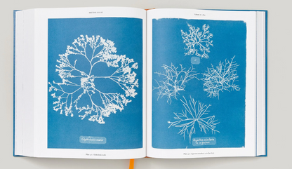 Anna Atkins Cyanotypes
