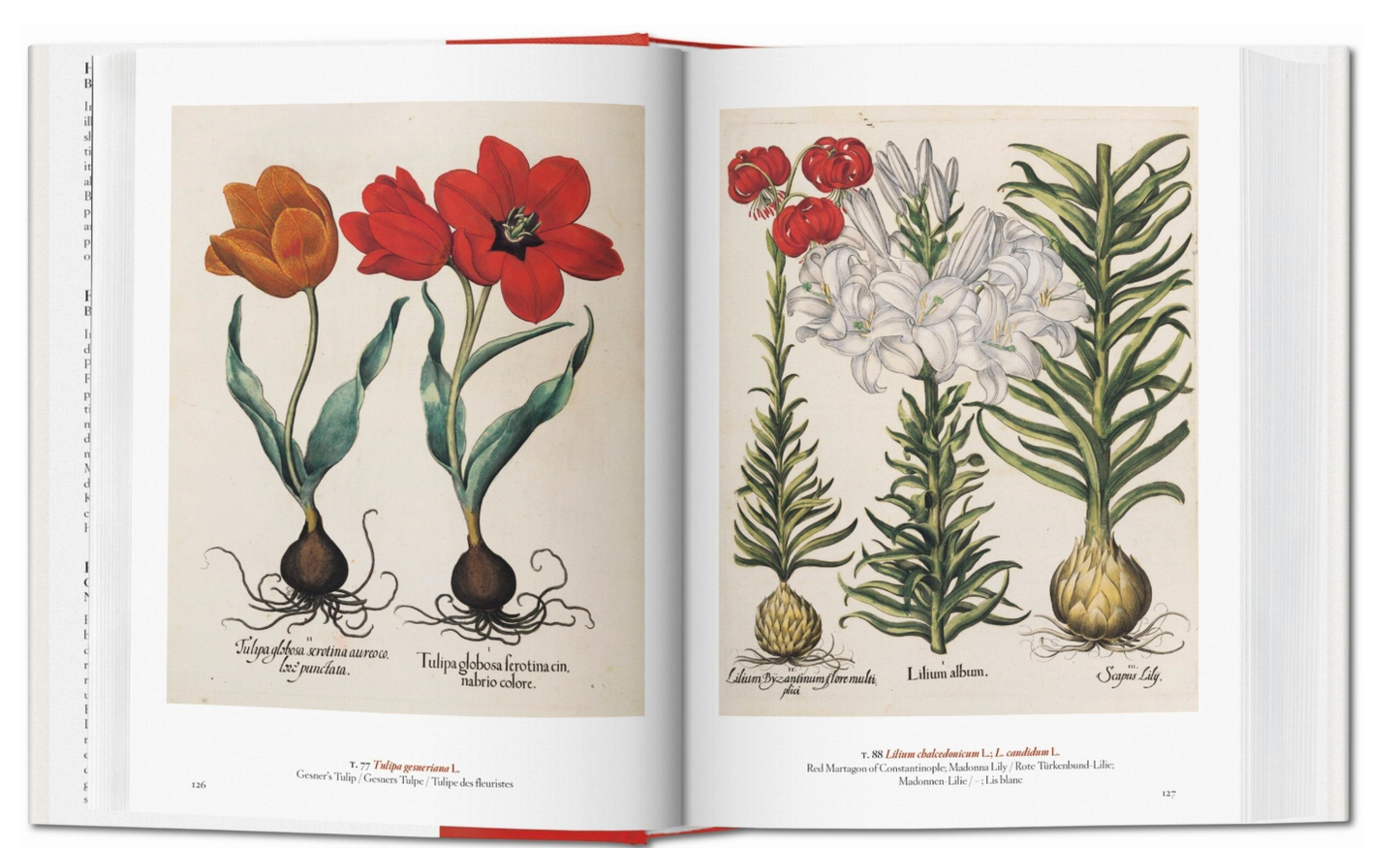 A Garden Eden Masterpieces Of Botanical Illustration