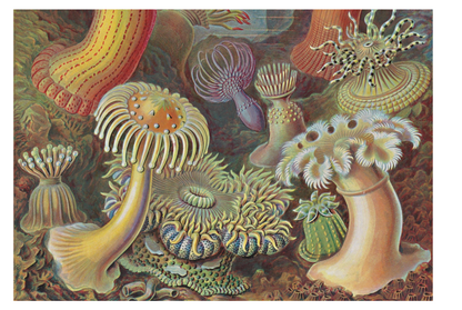 The Art and Science of Ernst Haeckel