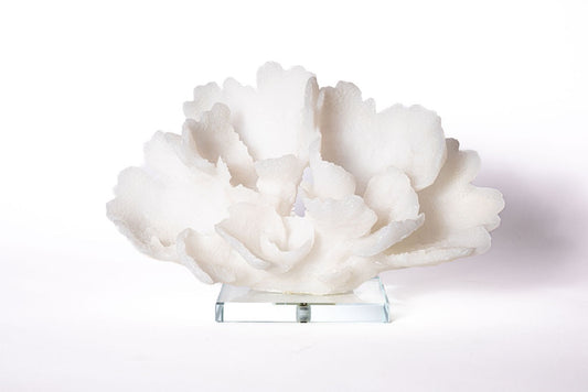 Coral con Base Cristal