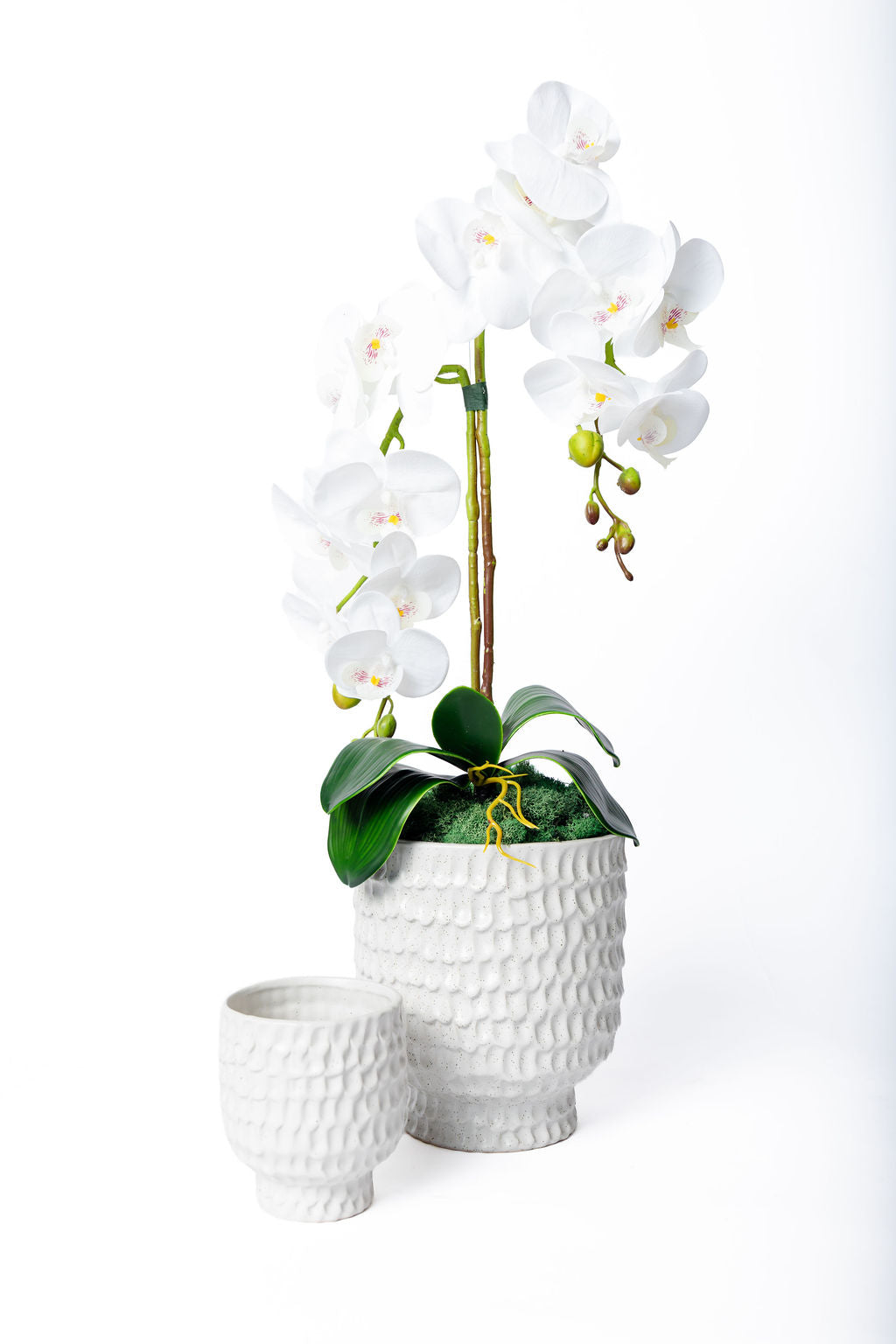 Maceta Coral Blanca