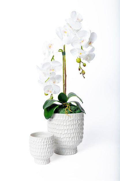 Maceta Coral Blanca