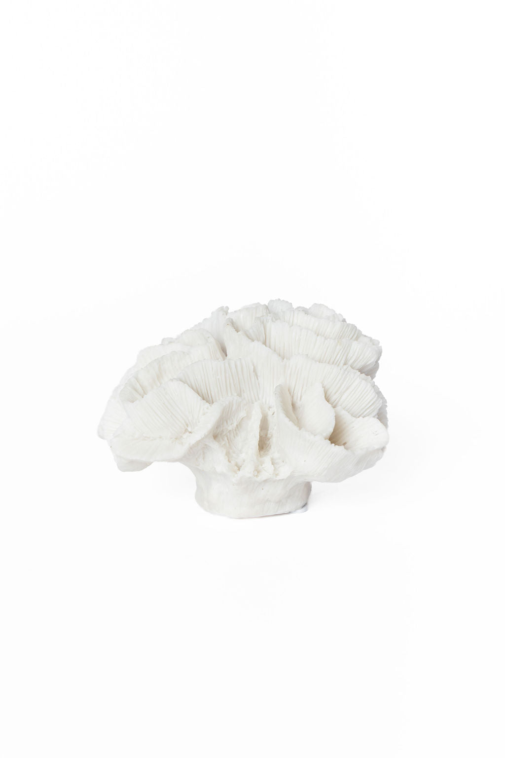 Coral Chico