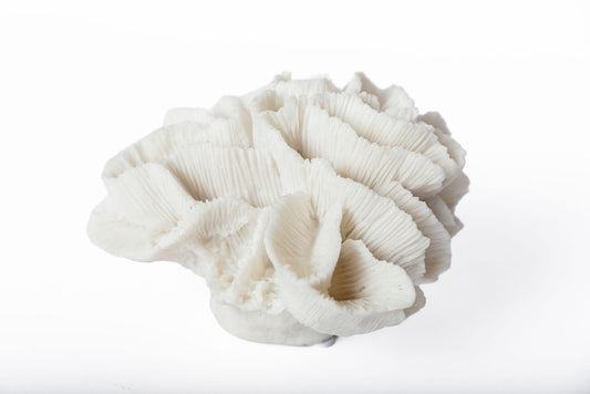 Coral Chico
