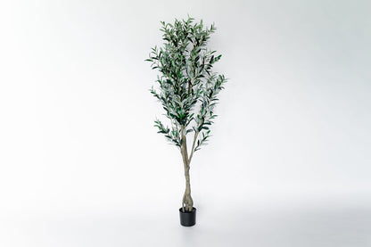Arbol Olivo