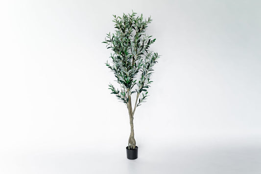 Arbol Olivo