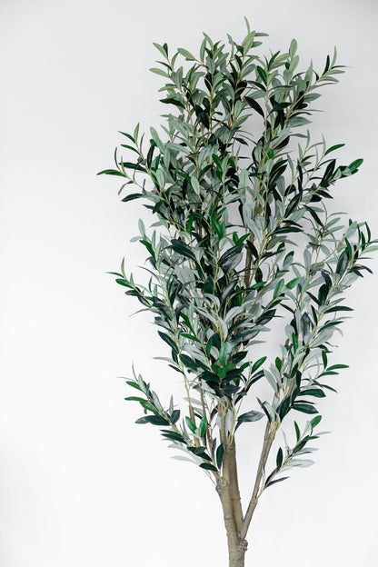 Arbol Olivo