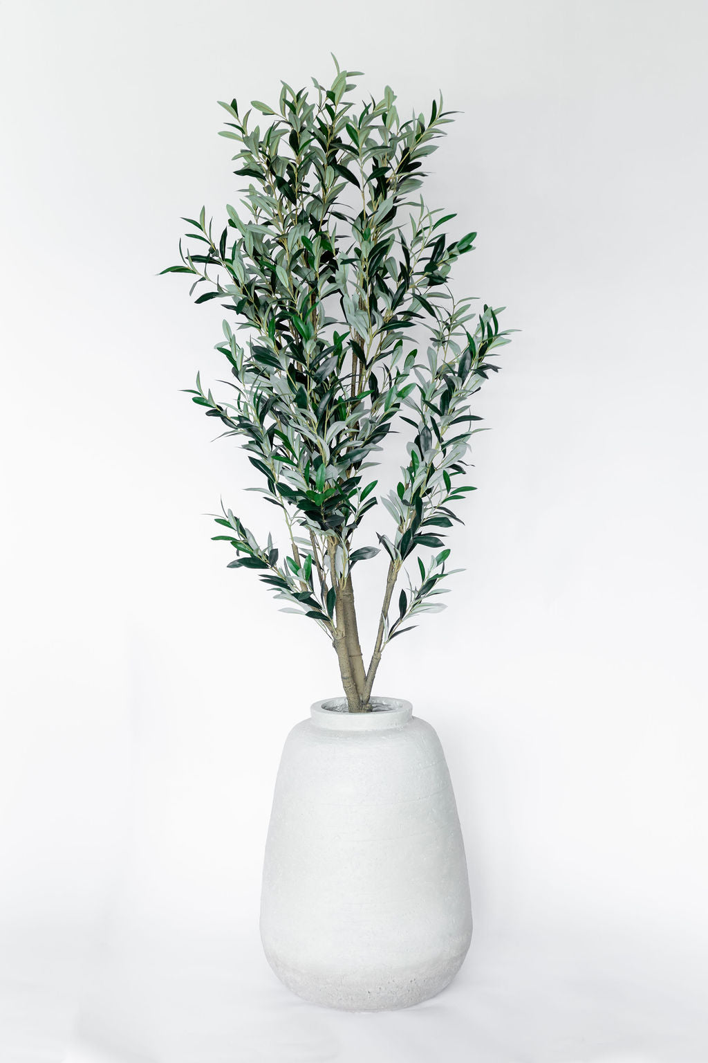 Arbol Olivo