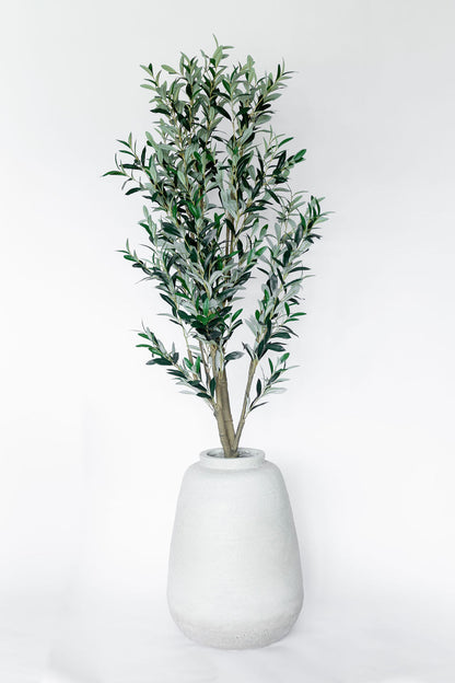 Arbol Olivo