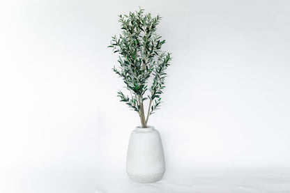 Arbol Olivo