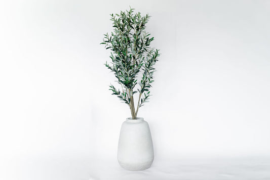 Arbol Olivo