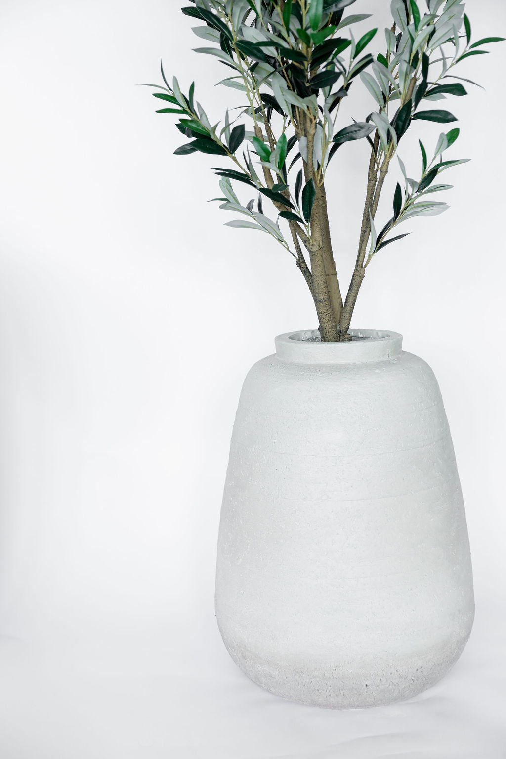 Arbol Olivo