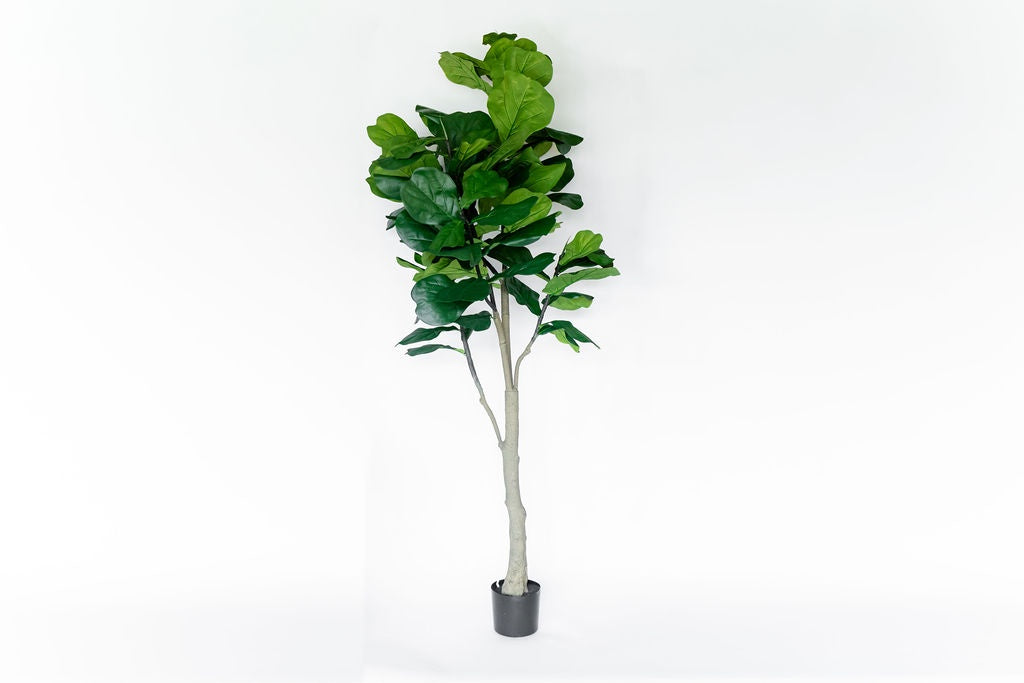 Arbol Pandurata