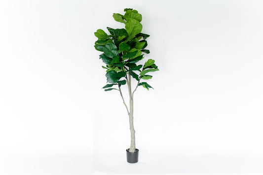 Arbol Pandurata