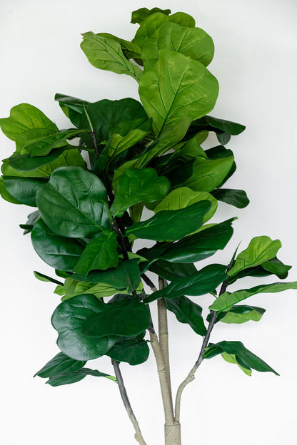 Arbol Pandurata