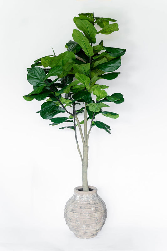 Arbol Pandurata