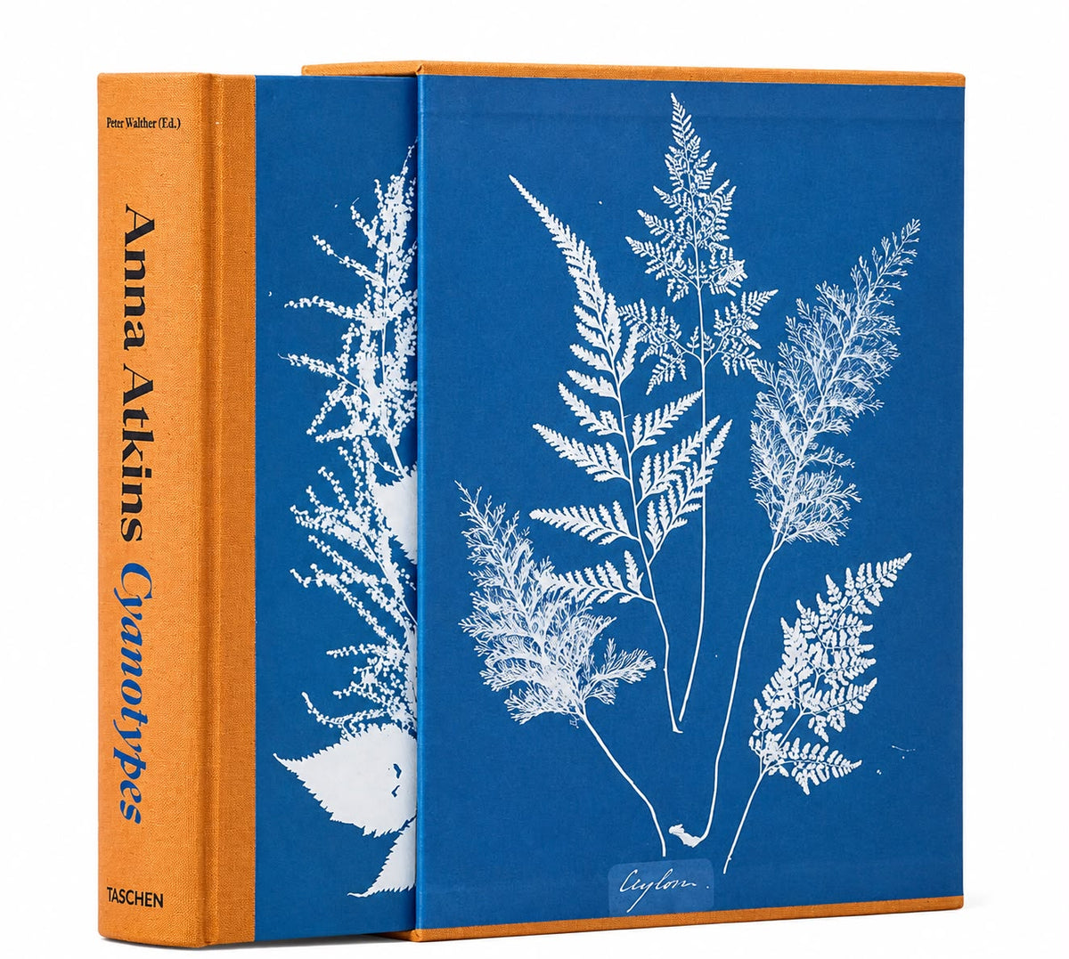 Anna Atkins Cyanotypes