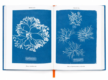 Anna Atkins Cyanotypes